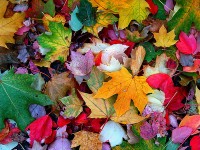 tumblr_krf35eF8XO1qzfmqlo1_400_large