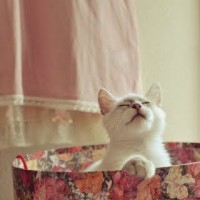 tumblr_ktdnpfDJ3h1qzp7hlo1_400_large