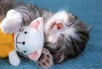 cute-cat-sleeping_large