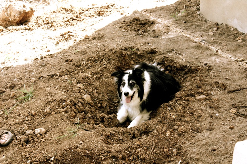 molly in hole